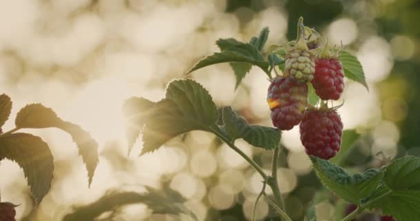 Algunas Frambuesas Maduran Sol Productos Ecológicos Granja — Vídeo de stock