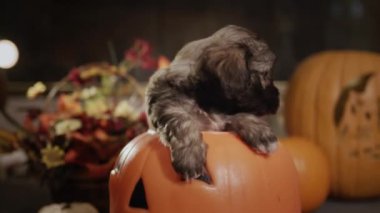 Cute puppy in a decorative pumpkin, Halloween decorations nearby.