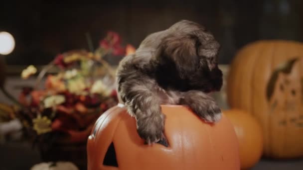 Cute Puppy Decorative Pumpkin Halloween Decorations Nearby — 图库视频影像