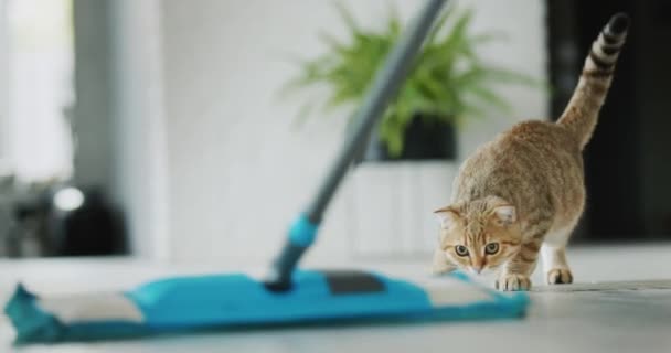 Man Washes Floor Mop Cat Watching Pet Cleaning — Vídeos de Stock