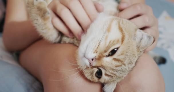 Pet Owner Gives Ginger Cat Relaxing Head Massage — Stock Video