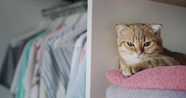 Ginger Cat Lies Towels Dressing Room Tenderness Freshness Concept — Photo
