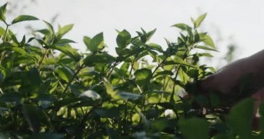 Man cutting mint shoots for a cocktail.