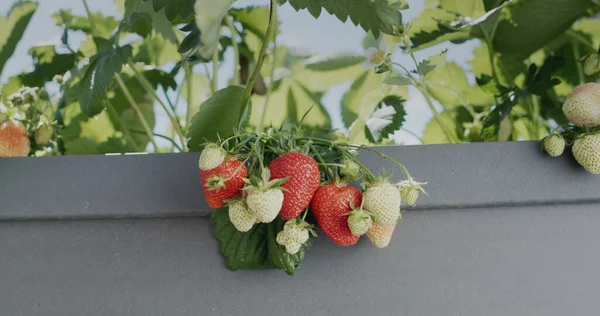 Trauben Reifer Roter Erdbeeren Die Hochholländischen Garten Wachsen — Stockfoto