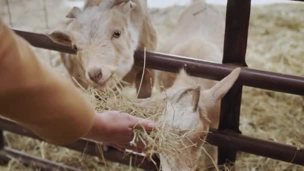 Una Mujer Alimenta Cabras Heno Marco Solo Pueden Ver Sus — Vídeos de Stock