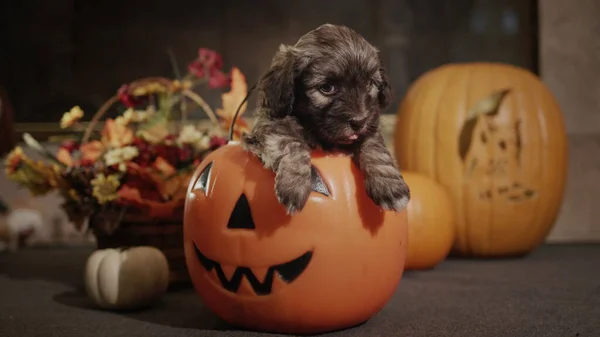 Cute Puppy Decorative Pumpkin Halloween Decorations Nearby — Fotografia de Stock