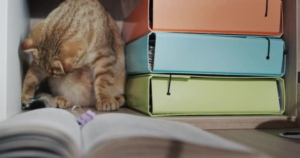 Імбирний Кіт Працює Офісі Вивчає Документи Канцелярські Товари — стокове відео