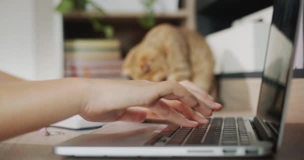 Childs Hands Typing Text Laptop Keyboard Background Ginger Cat Companion — Stockvideo