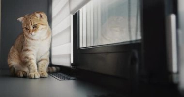 Cute red cat sits on the windowsill by the window.