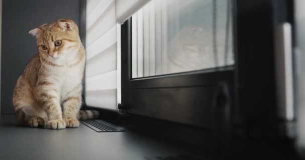 Cute Red Cat Sits Windowsill Window — 图库视频影像