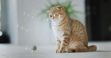 A cute ginger cat looks at soap bubbles flying past his muzzle.