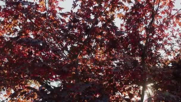 Sun Shines Branches American Maple — Video Stock