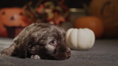 Küçük sevimli bir köpek yavrusu yerde bir balkabağı zeminine karşı yatıyor. Sonbahar teması.