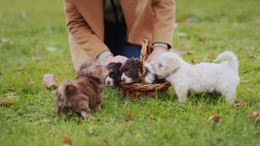 Woman in autumn park playing with puppies on lawn.