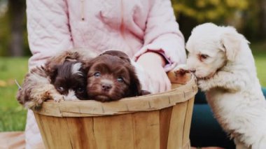 Child in autumn park playing with puppies on lawn.
