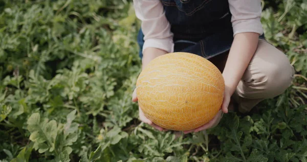 Farmers Hands Ripe Melon Tasty Healthy Food — Fotografia de Stock