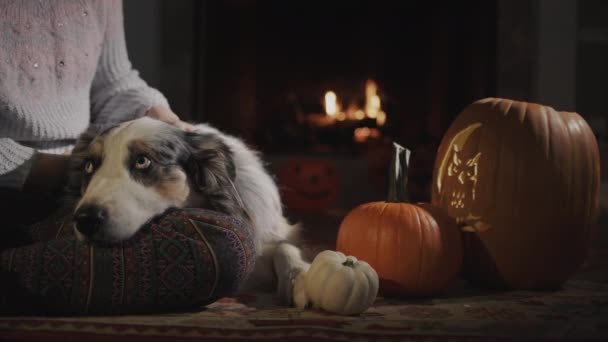 Child Sheepdog Sitting Burning Fireplace Pumpkins Decorations Halloween — Vídeo de Stock
