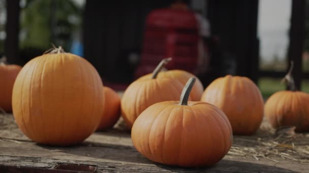 Big Pumpkins Halloween Agricultural Fair Tractor Background — Stock videók