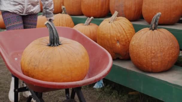 Big Pumpkin Being Driven Wheelbarrow Buy Decoration Halloween — Vídeo de Stock