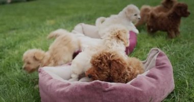 Group of puppies relaxing in the park - picnic with pets.