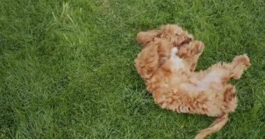 A cute fluffy poodle is lying on the grass, enjoying a walk and a good mood.