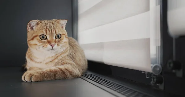 Ginger Cat Sitting Windowsill Heater Grate Warm Well Insulated House — Φωτογραφία Αρχείου