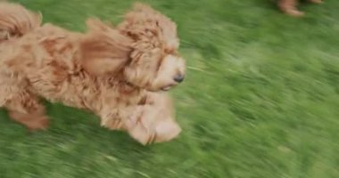 Uzun saçlı havalı bir köpek yeşil çimenler boyunca koşar. Yavaş çekim videosu