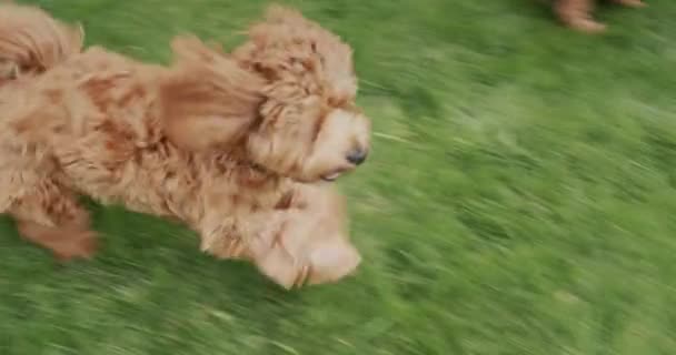 Крутий Собака Довгим Волоссям Біжить Уздовж Зеленої Трави Повільне Відео — стокове відео