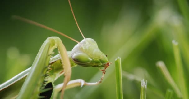 Mantis Orante Hierba Verde Insecto Depredador Increíble — Vídeos de Stock