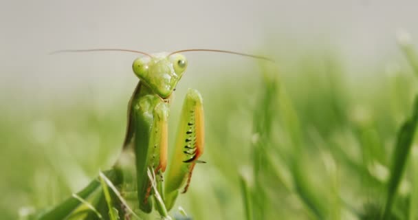 一只令人惊叹的祈祷的螳螂 草丛中的食肉昆虫 的画像 — 图库视频影像