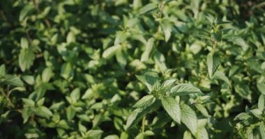 A large bush of mint grows in the garden, top view.