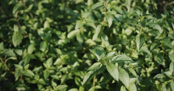 Large Bush Mint Grows Garden Top View — Stock video