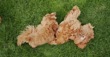 A brown poodle with a small puppy lies on the grass. The puppy merges with the big dog, it is difficult to see him.