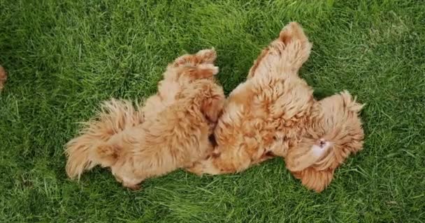 Brown Poodle Small Puppy Lies Grass Puppy Merges Big Dog — Stockvideo