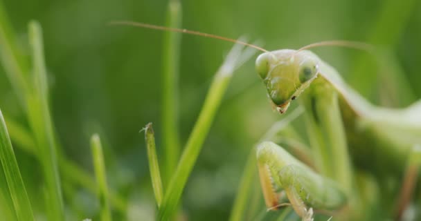 Retrato Una Increíble Mantis Religiosa Insecto Depredador Hierba — Vídeos de Stock