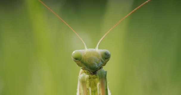 Retrato Una Mantis Religiosa Primer Plano Cabeza Insecto Depredador Hierba — Vídeos de Stock