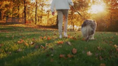Sahibi köpeğiyle yürür, evcil hayvan onun yanında tasmayla yürür. 4k video