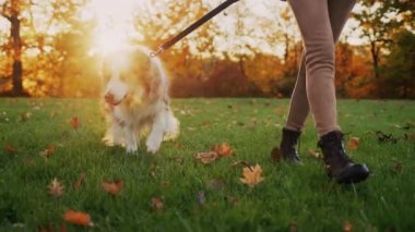 Genç bir kadın gün batımında köpeğini parkta gezdirir. Çerçevede, bacakları ve evcil hayvanı görünür.