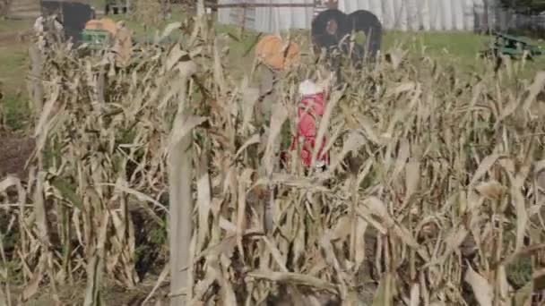 Enfant Marche Dans Labyrinthe Maïs Divertissement Foire Halloween — Video