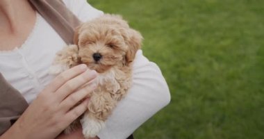 Kollarında küçük bir köpek yavrusu tutan bir kadın..