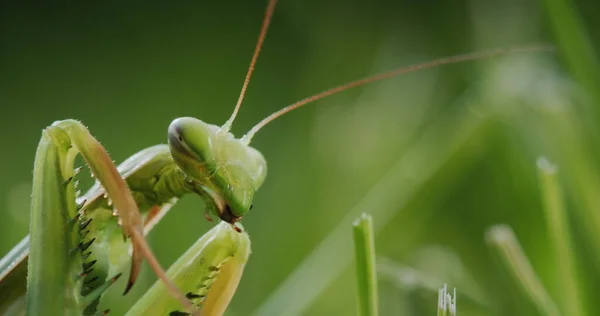 Close Praying Mantis Predatory Insect Cleans His Paws — Stock Photo, Image