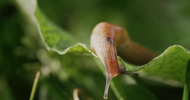 Yeşil Çimlerde Büyük Bir Sümüklü Böcek Nanılmaz Omurgasızlar — Stok video