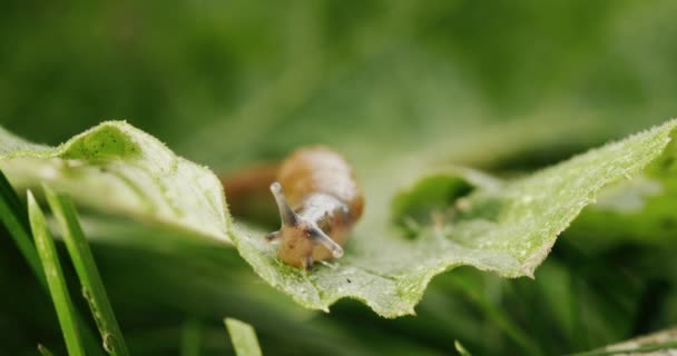 Uma Grande Bala Relva Verde Invertebrado Incrível — Vídeo de Stock