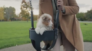 Sahibi parkta salıncakta sallanan küçük bir köpek yavrusuna biniyor. Evcil hayvanınla eğleniyorsun.