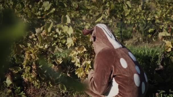 Ein Kind Hirschkostüm Pflückt Trauben Von Einem Weinberg Und Isst — Stockvideo