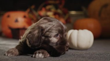 Tatlı bir Avustralya çoban köpeği balkabaklarının yanında yatıyor. Cadılar Bayramı süslemeleri.