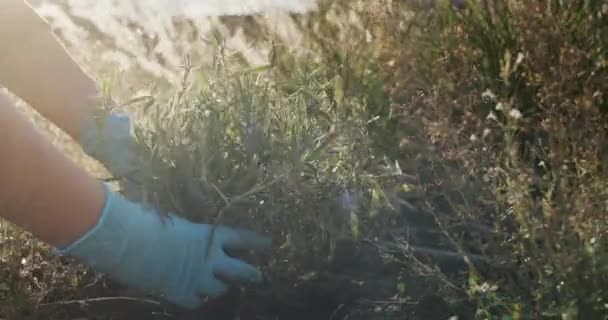 彼の庭にラベンダーを植える庭師 — ストック動画