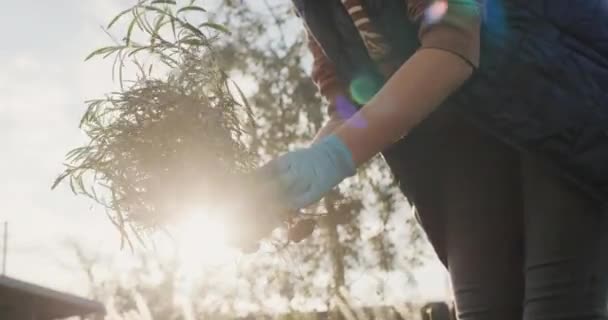 ラベンダーの苗を保持する庭師 庭の秋の植え付け — ストック動画