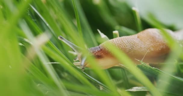 Increíble Animal Babosa Arrastra Sobre Hierba Verde Vídeo — Vídeo de stock
