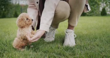 Çimlerin üzerinde bir kadının ayakları, küçük şirin bir köpek yavrusunun olduğu yerde..
